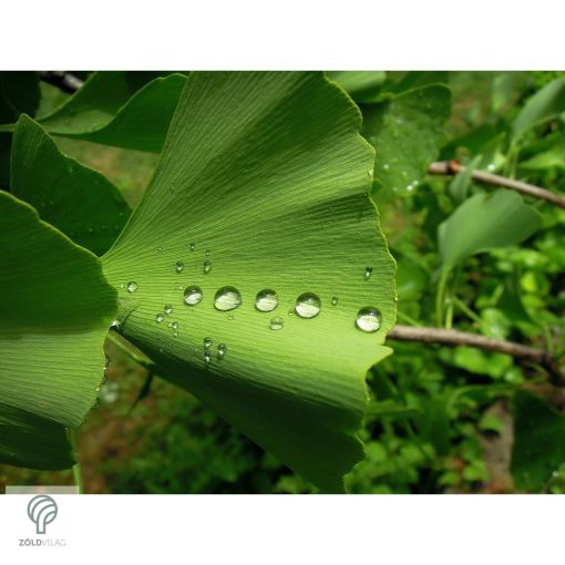 Ginkgo páfrányfenyő jellegzetes levelei
