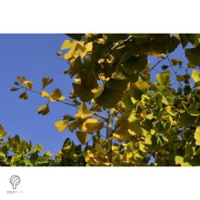 Ginkgo páfrányfenyő jellegzetes levelei