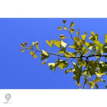 Ginkgo páfrányfenyő jellegzetes levelei