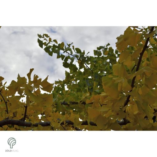 Ginkgo páfrányfenyő jellegzetes levelei