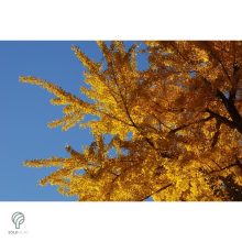 Ginkgo páfrányfenyő jellegzetes levelei