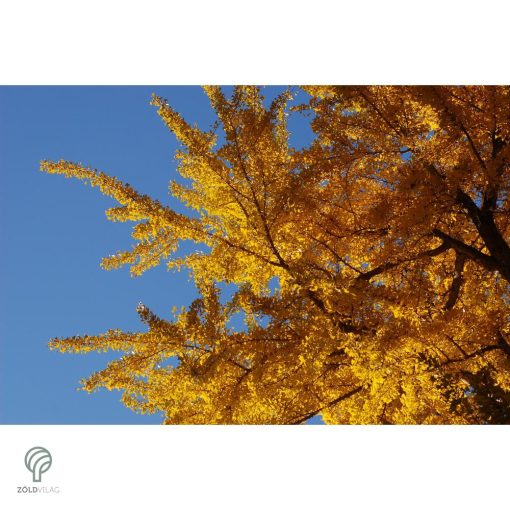 Ginkgo páfrányfenyő jellegzetes levelei