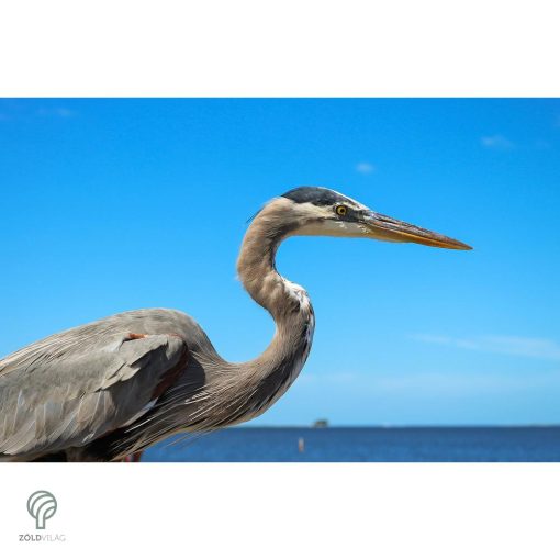 HERON, magyarul kócsag figura, díszkertben, kerti ttó mellett