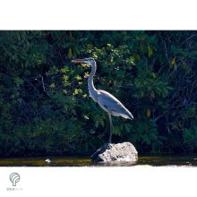 HERON, magyarul kócsag figura, díszkertben, kerti ttó mellett