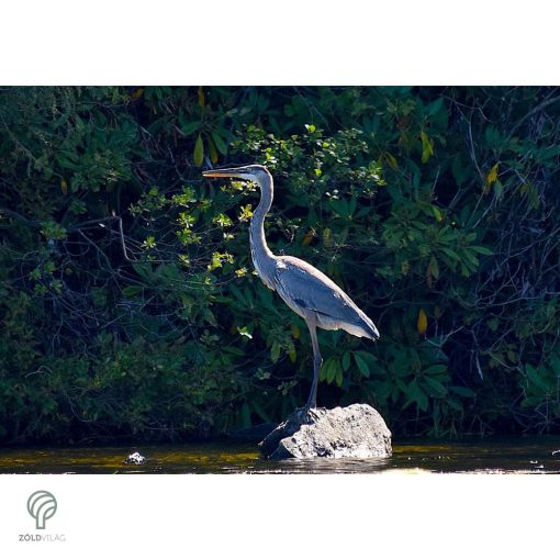 HERON, magyarul kócsag figura, díszkertben, kerti ttó mellett