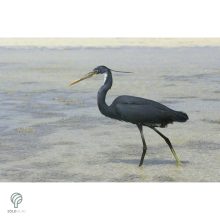 HERON, magyarul kócsag figura, díszkertben, kerti ttó mellett