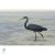 HERON, magyarul kócsag figura, díszkertben, kerti ttó mellett