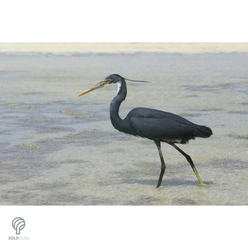 HERON, magyarul kócsag figura, díszkertben, kerti ttó mellett