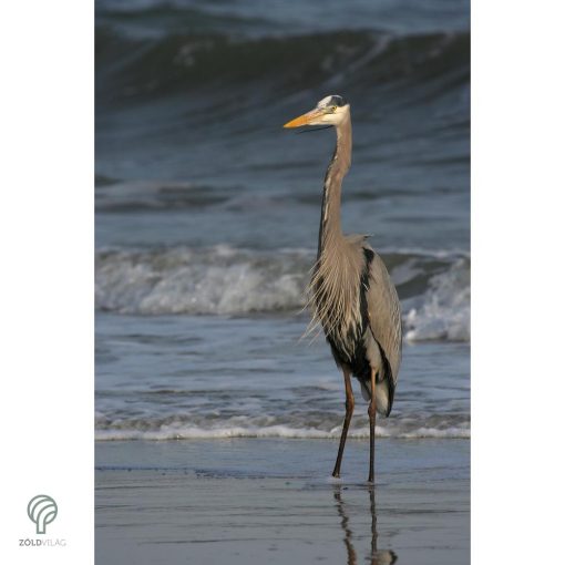 HERON, magyarul kócsag figura, díszkertben, kerti ttó mellett