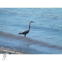 HERON, magyarul kócsag figura, díszkertben, kerti ttó mellett