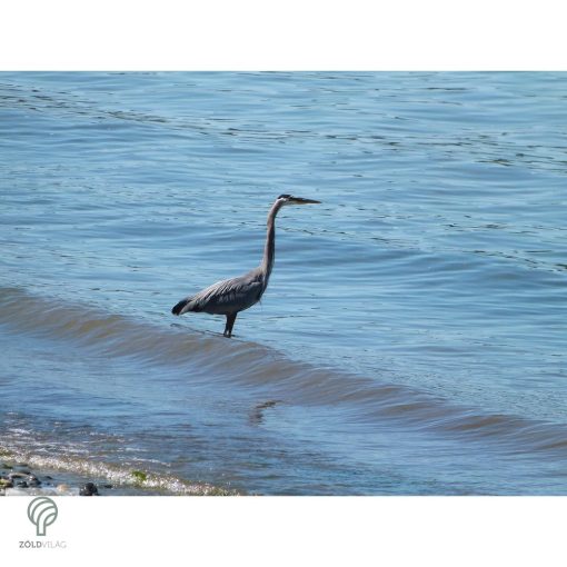 HERON, magyarul kócsag figura, díszkertben, kerti ttó mellett
