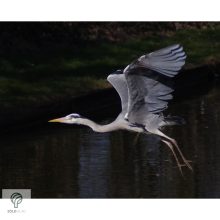 HERON, magyarul kócsag figura, díszkertben, kerti ttó mellett