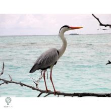 HERON, magyarul kócsag figura, díszkertben, kerti ttó mellett