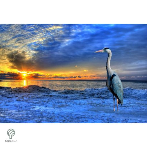 HERON, magyarul kócsag figura, díszkertben, kerti ttó mellett