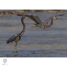 HERON, magyarul kócsag figura, díszkertben, kerti ttó mellett