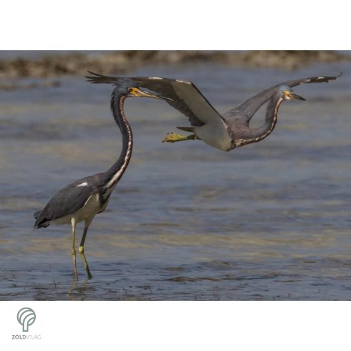 HERON, magyarul kócsag figura, díszkertben, kerti ttó mellett