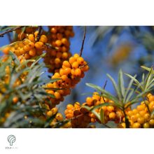 Homoktövis termésdíszben