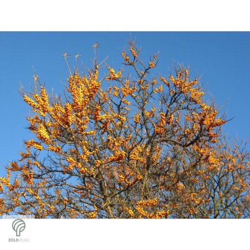 Homoktövis termésdíszben