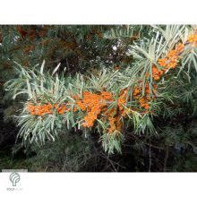 Homoktövis termésdíszben