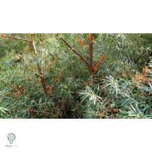 Homoktövis termésdíszben