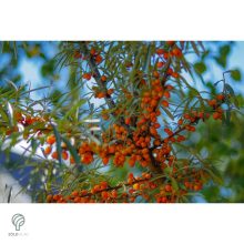 Homoktövis termésdíszben