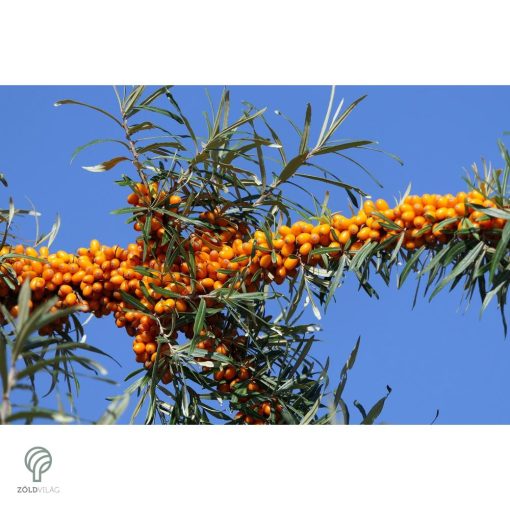 Homoktövis termésdíszben