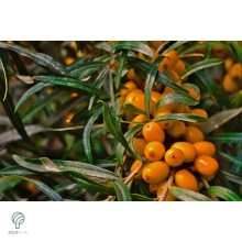 Homoktövis termésdíszben