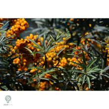 Homoktövis termésdíszben