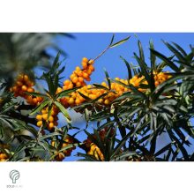 Homoktövis termésdíszben