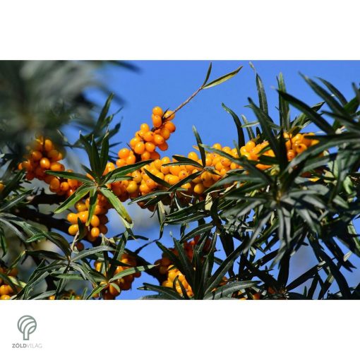 Homoktövis termésdíszben