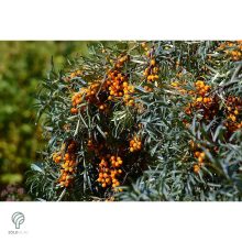 Homoktövis termésdíszben