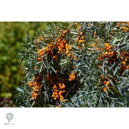 Homoktövis termésdíszben