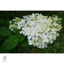 Kúszó hortenzia nyári virágzása