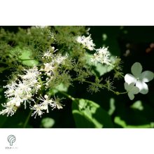 Kúszó hortenzia nyári virágzása