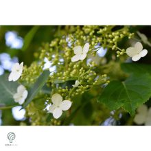 Kúszó hortenzia nyári virágzása