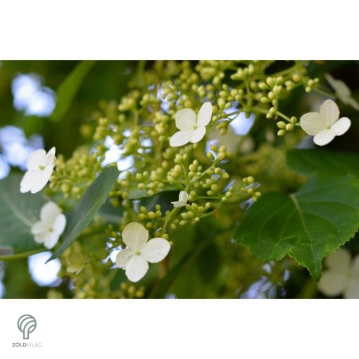 Kúszó hortenzia nyári virágzása