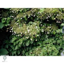 Kúszó hortenzia nyári virágzása