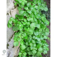 Kúszó hortenzia nyári virágzása