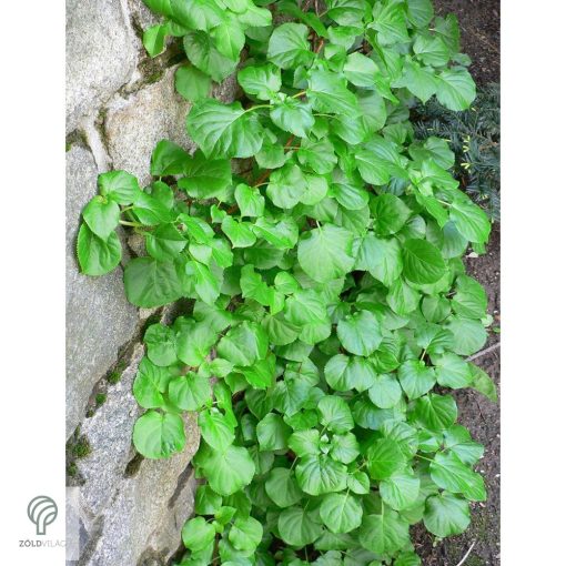 Kúszó hortenzia nyári virágzása