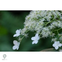 Kúszó hortenzia nyári virágzása