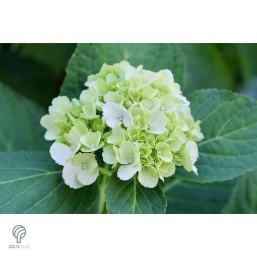 Kúszó hortenzia nyári virágzása