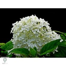 Annabelle cserjés hortenzia nyári virágzása