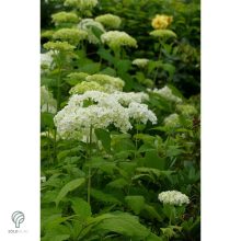 Annabelle cserjés hortenzia nyári virágzása