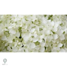 Annabelle cserjés hortenzia nyári virágzása