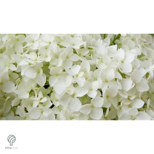 Annabelle cserjés hortenzia nyári virágzása