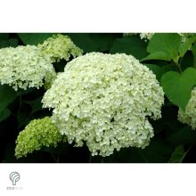 Annabelle cserjés hortenzia nyári virágzása