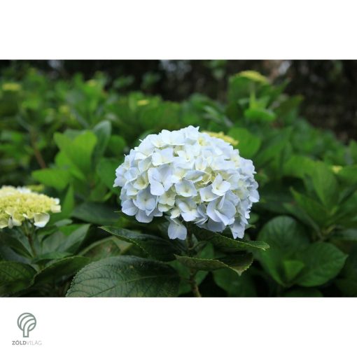Annabelle cserjés hortenzia nyári virágzása