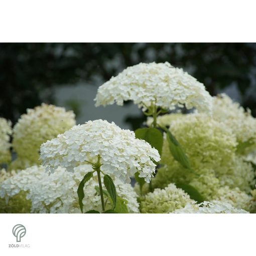 Annabelle cserjés hortenzia nyári virágzása