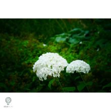 Annabelle cserjés hortenzia nyári virágzása