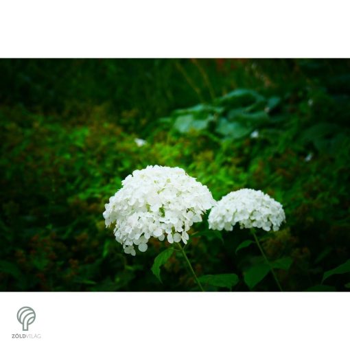 Annabelle cserjés hortenzia nyári virágzása